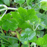 Gotu Kola (Hydrocotyle asiatica)